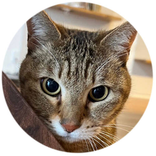 tora image
